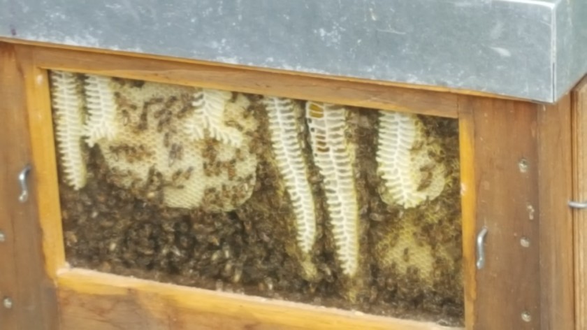 L'intérieur d'une ruche d'abeille