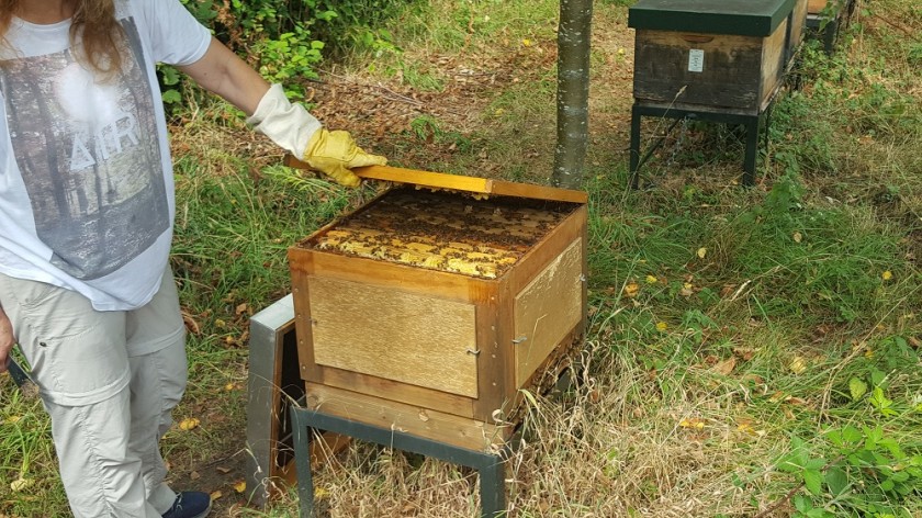 Ouverture d'une ruche d'abeille